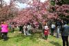 Hanami – sărbătoarea primăverii – în Grădina japoneză din Parcul Regele Mihai I (Herăstrău) 19004297