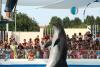 Cozi la Delfinariul din Mamaia în minivacanța de 1 Mai 19006581