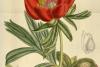 Cum se tălmăcește numele bujorului - „Floarea Națională a României” 19010067