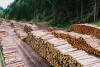 Pădurile României produc suficientă materie primă, dar industria mobilei ratează profitul 19014859