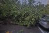 REPORTAJ: „Cu grijă, domnu’, că intră ramura în mașină.” Furtună pe malul Dâmboviței. Un polițist, o drujbă și sinistrații de pe TikTok 19016179