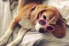 Cum îți protejezi câinele pe caniculă. 10 reguli esențiale recomandate de veterinari 19017110