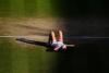 Linda Noskova scrie istorie la Wimbledon 2026. Prima victorie de Grand Slam după o finală spectaculoasă cu Karolina Muchova 19017737