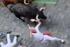 Festivalul San Fermin 2026 a început la Pamplona. Mii de oameni participă la celebra cursă cu tauri, una dintre cele mai spectaculoase și controversate tradiții din lume 19017714