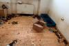 Descoperire șocantă într-un apartament din București: 115 pisici trăiau înghesuite în condiții improprii 19018070