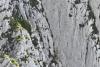 Fără hamuri, fără coardă, fără minte: Patru turiști au vrut să scurteze traseul pe Piatra Craiului și au ajuns atârnați pe un perete de stâncă 19019901
