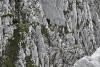 Fără hamuri, fără coardă, fără minte: Patru turiști au vrut să scurteze traseul pe Piatra Craiului și au ajuns atârnați pe un perete de stâncă 19019902
