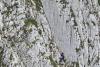Fără hamuri, fără coardă, fără minte: Patru turiști au vrut să scurteze traseul pe Piatra Craiului și au ajuns atârnați pe un perete de stâncă 19019903