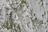 Fără hamuri, fără coardă, fără minte: Patru turiști au vrut să scurteze traseul pe Piatra Craiului și au ajuns atârnați pe un perete de stâncă 19019904