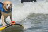 Câinii, cei mai tari surferi din California: Campionatul Mondial care cucerește internetul 19020899